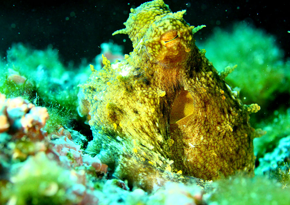 diving montenegro underwater world ofmontenegro octopus