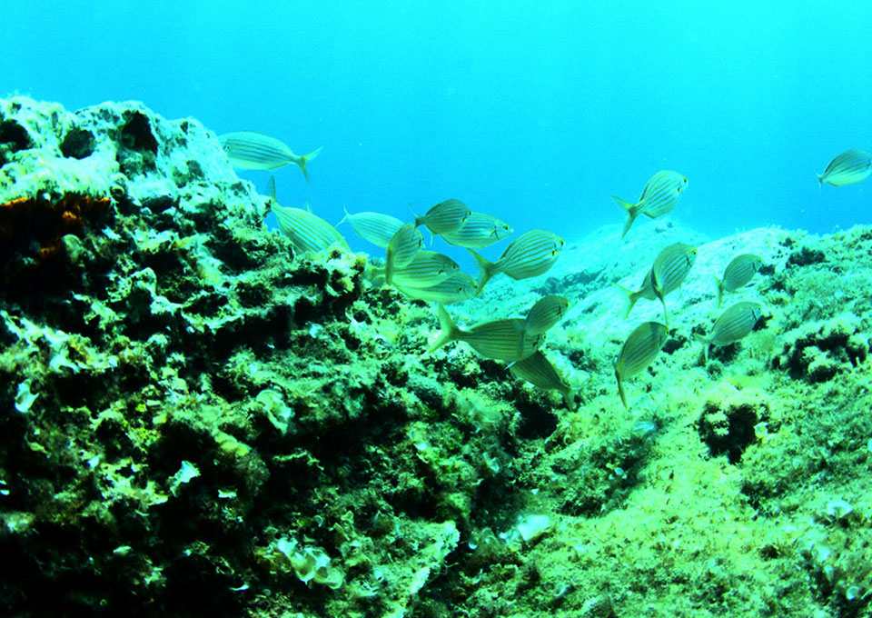 diving montenegro underwater world ofmontenegro salpa fish