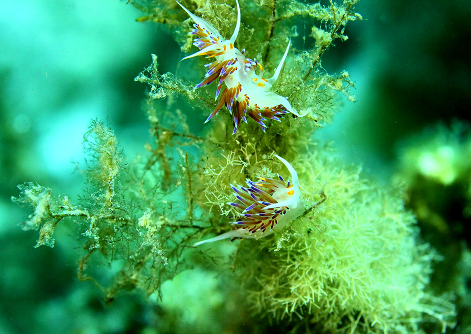 montenegro diving